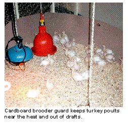 Cardboard brooder guard keeps turkey poults near the heat and out of drafts.