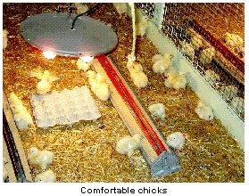 Comfortable chicks.