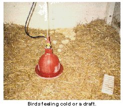 Birds feeling cold or a draft.