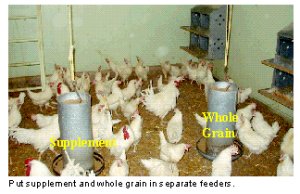 Put supplement and whole grain in separate feeders.