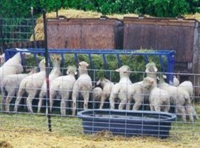 sheep feeding