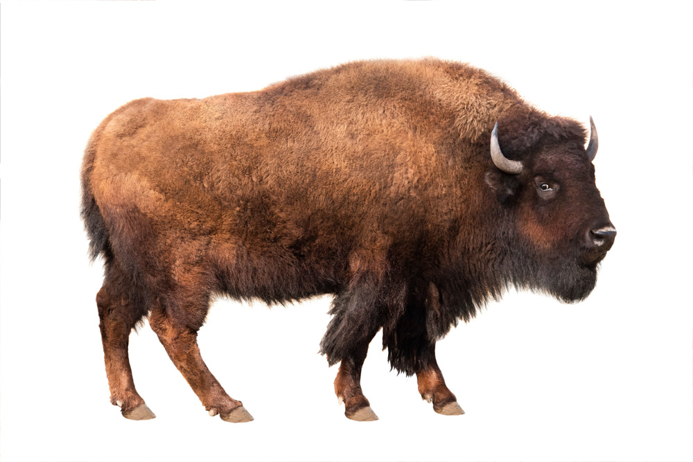 Picture of a bison