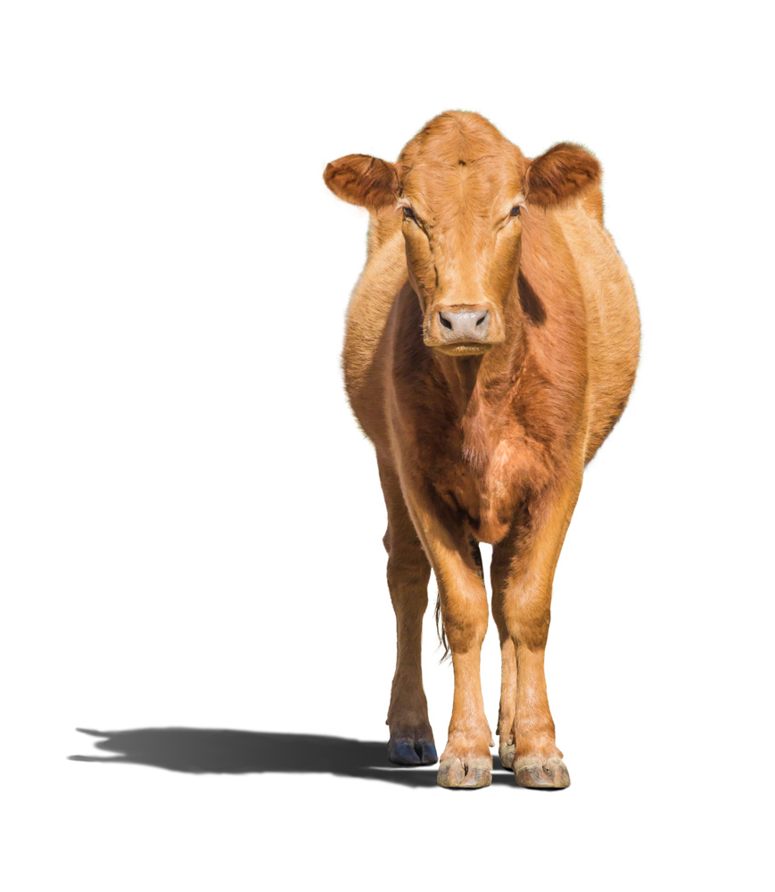 Picture of a brown beef cow