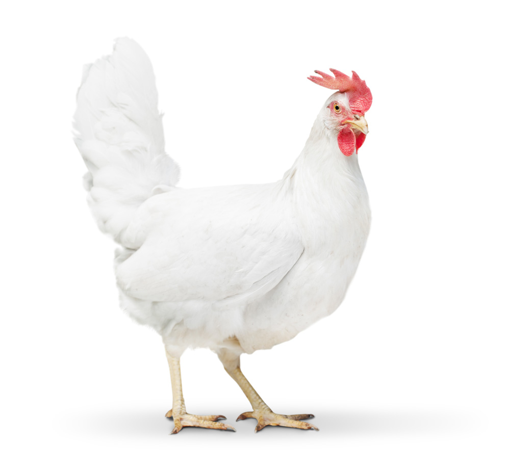 Picture of a white chicken