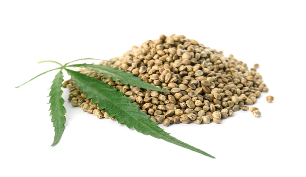 Picture of dried hemp seed