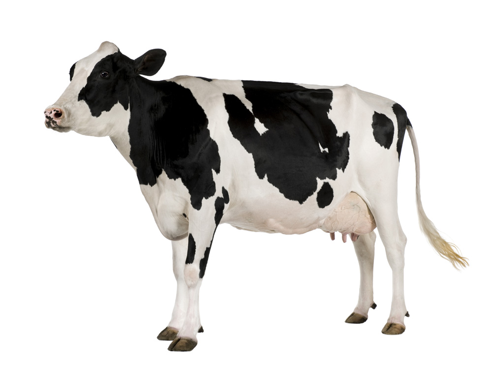Picture of a dairy cow
