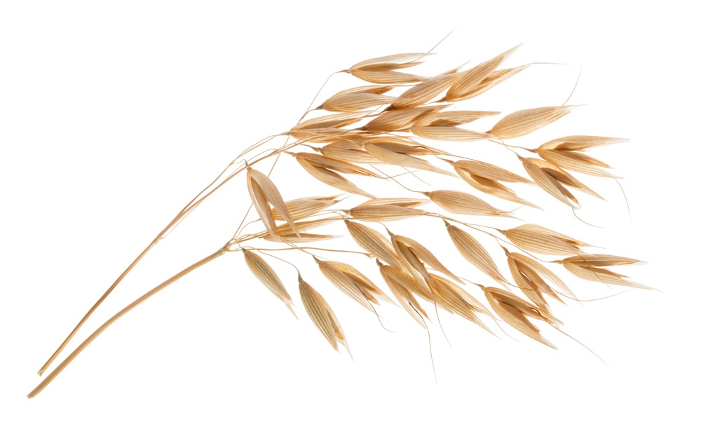 Picture of a stalk of oats
