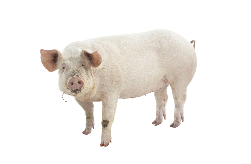 Picture of a pig