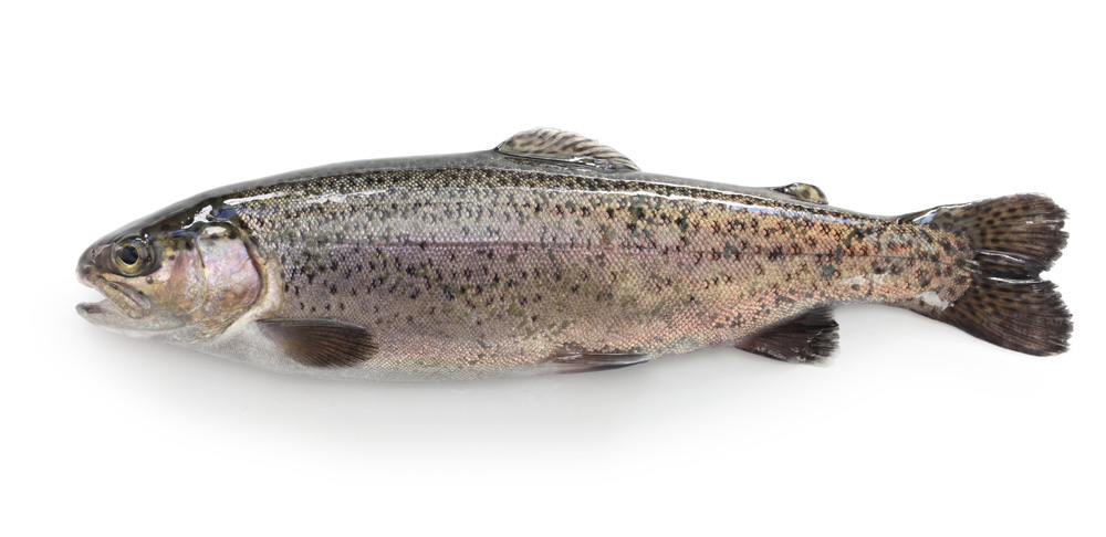 Picture of a trout