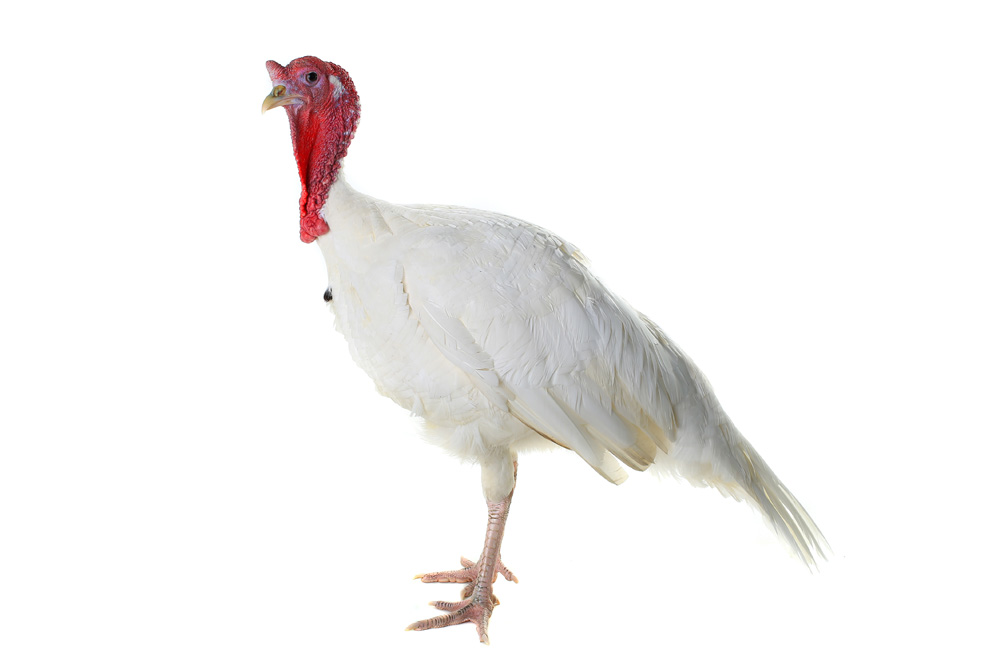Picture of a turkey