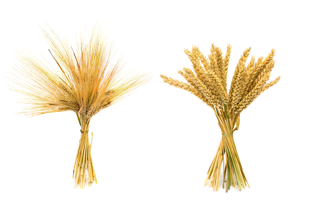 Picture of one bale of wheat and one bale of barley, side by side