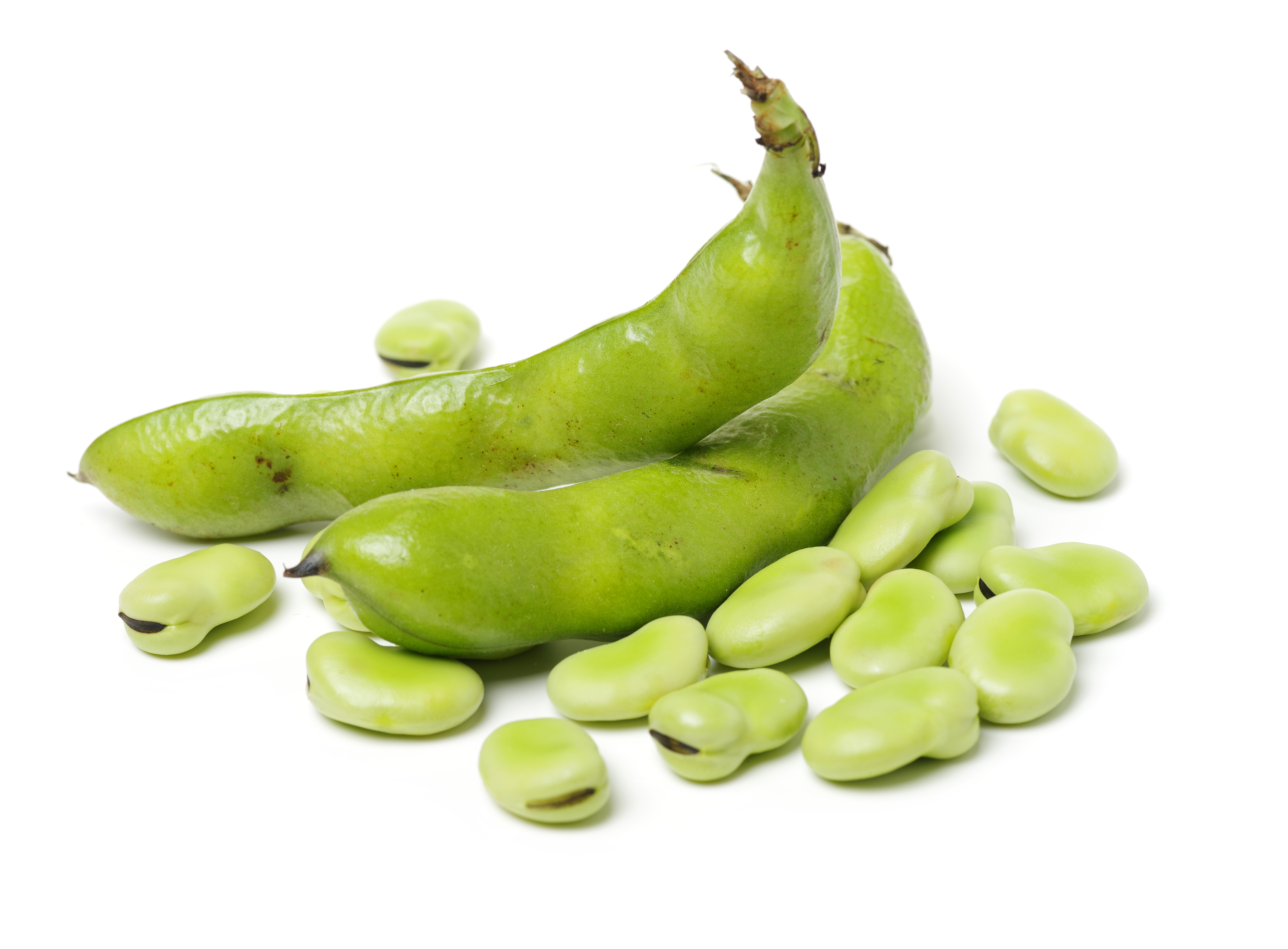 Picture of fava beans in a pod
