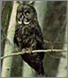 Great Gray Owl