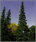 White Spruce