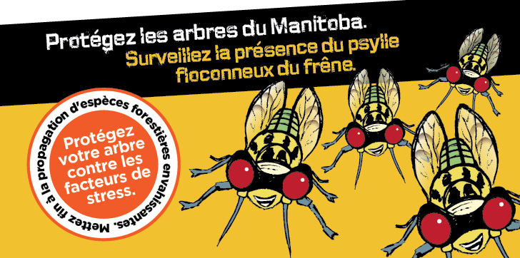 Le psylle floconneux du frêne est un insecte relativement nouveau au Manitoba.