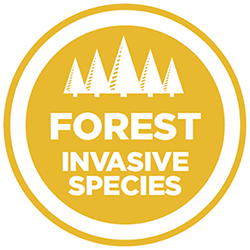 Forest Invasive Species