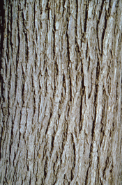 Elm Trees bark is dark grey/brown.