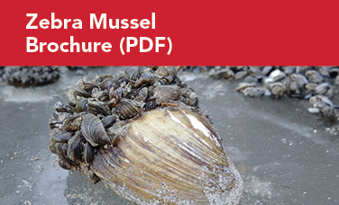 Zebra mussels on larger native mussel
