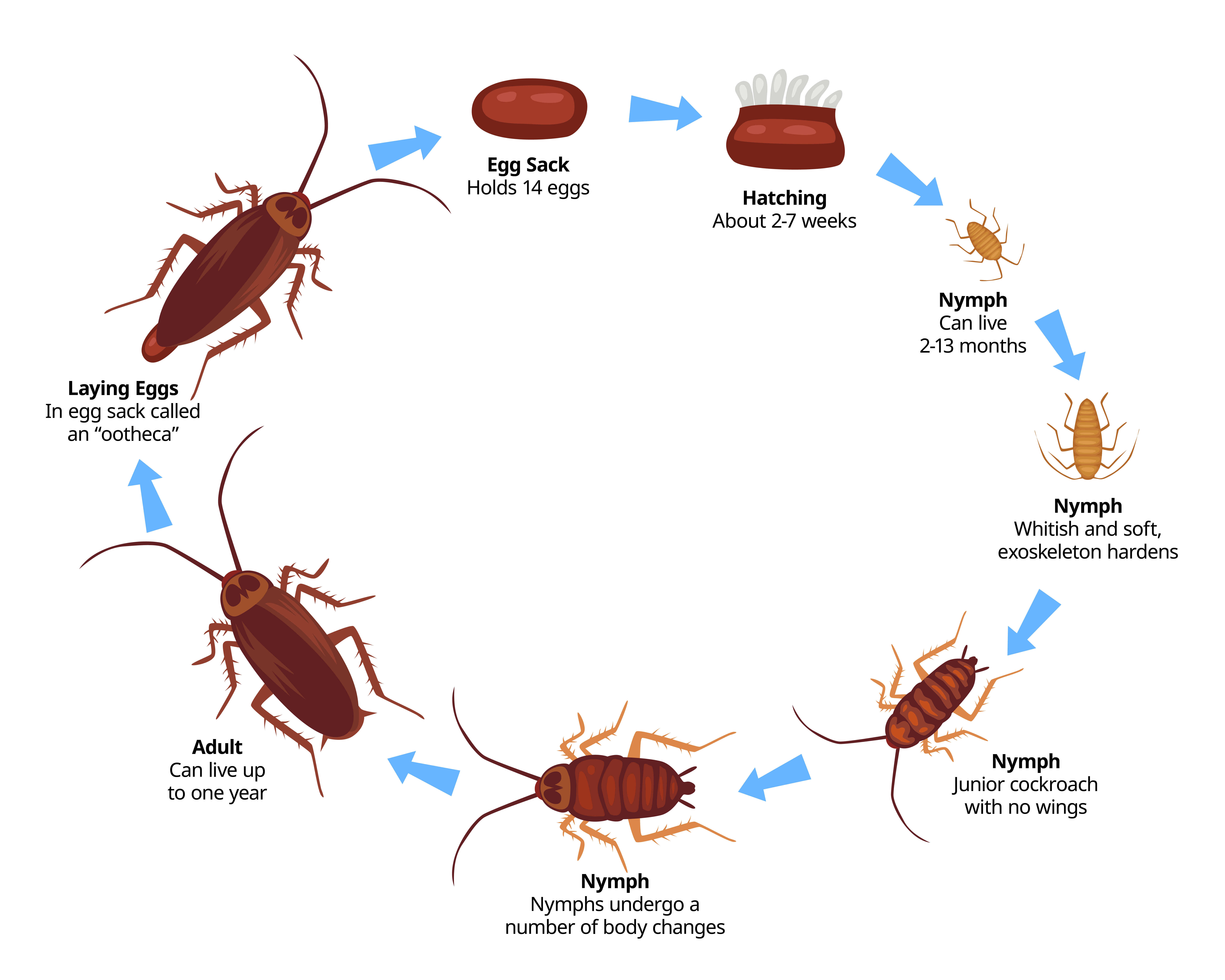 Cockroaches Life Stages