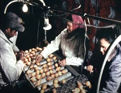 workers sort potatoes on an assembly line