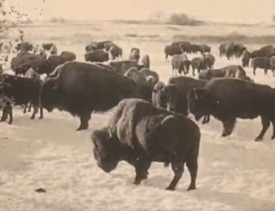 herd of bison on the prairies