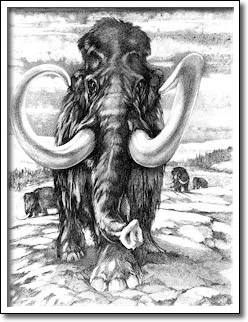 Éléphants fossiles du Manitoba