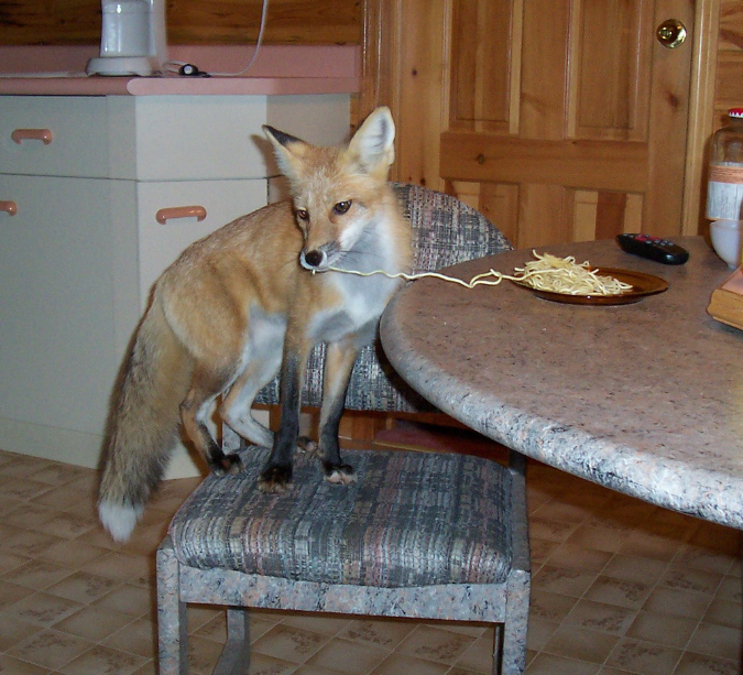 Foxy