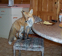 Foxy