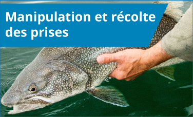Manipulation et récolte des prises Manipulation et récolte des prises