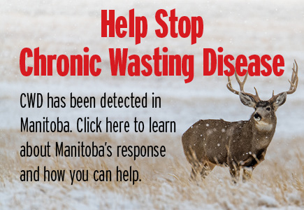 Help Stop Chronic Wasting Disease -- CWD has been detected in Manitoba. Click here to learn about Manitoba's response and how you can help.