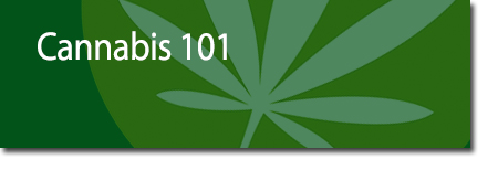 Cannabis 101