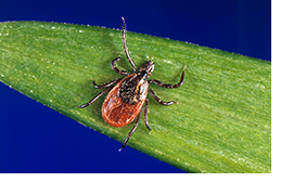 Blacklegged tick (Photo courtesy Canadian Animal Health Institute)