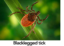 Blacklegged tick [Photo courtesy of CDC Atlanta Public Health Image Library]