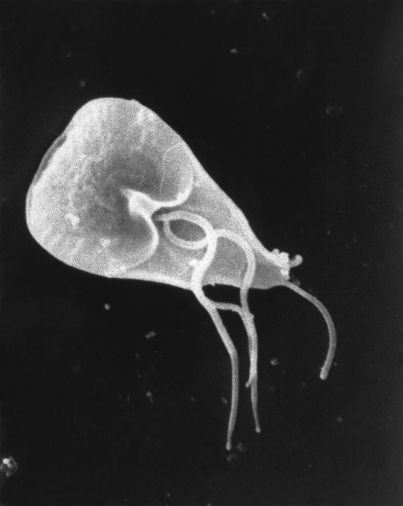 Giardia antibiotics, Gyomor-bélhurut – Wikipédia