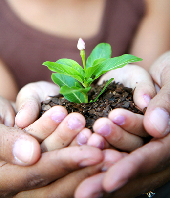 Hands holding a plant