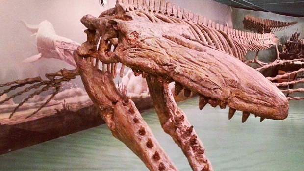 Image of Bruce the Mosasaur
