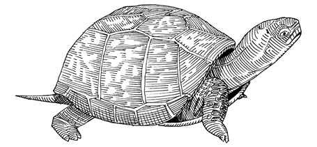 Image of turtle