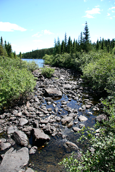 Rocks in a creek