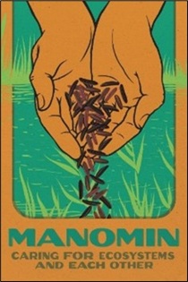 Hands holding wild rice over water with green reeds, accompanied by the text 'MANOMIN CARING FOR ECOSYSTEMS AND EACH OTHER