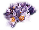 Crocus