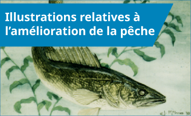 Illustrations relatives à l’amélioration de la pêche
