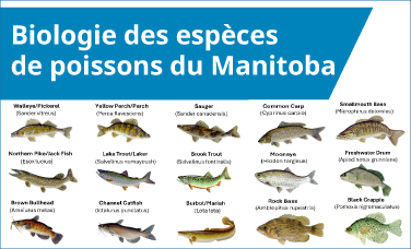 Biologie des espèces de poissons du Manitoba