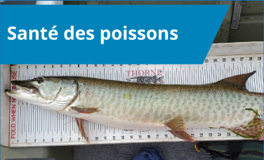 Santé des poissons