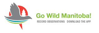 go wild