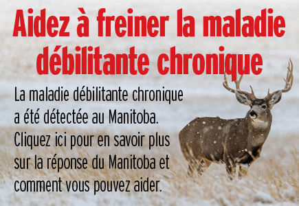 Aidez à freiner la maladie débilitante chronique. La maladie débilitante chronique a été détectée au Manitoba. Cliquez ici pour en savoir plus sur la réponse du Manitoba et comment vous pouvez aider.