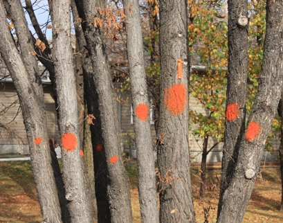 tree with orange marking paint 