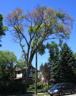 Diseased elm tree