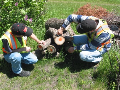 Inspectors marking elm firewood