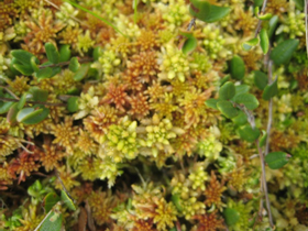 Sphagnum moss