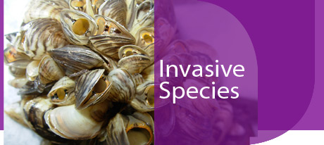 evn_bio_invasive.jpg